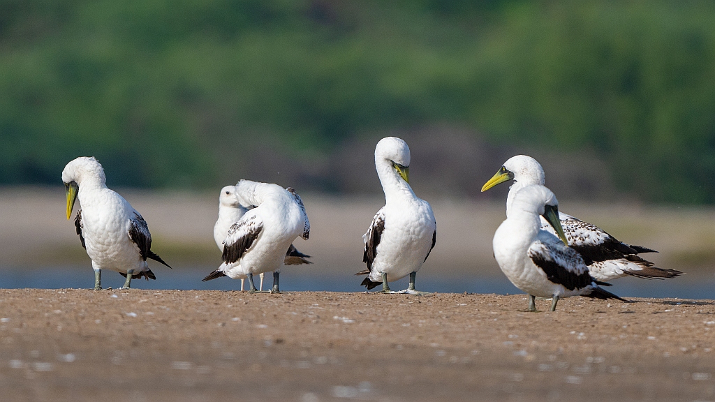 Masked Booby 